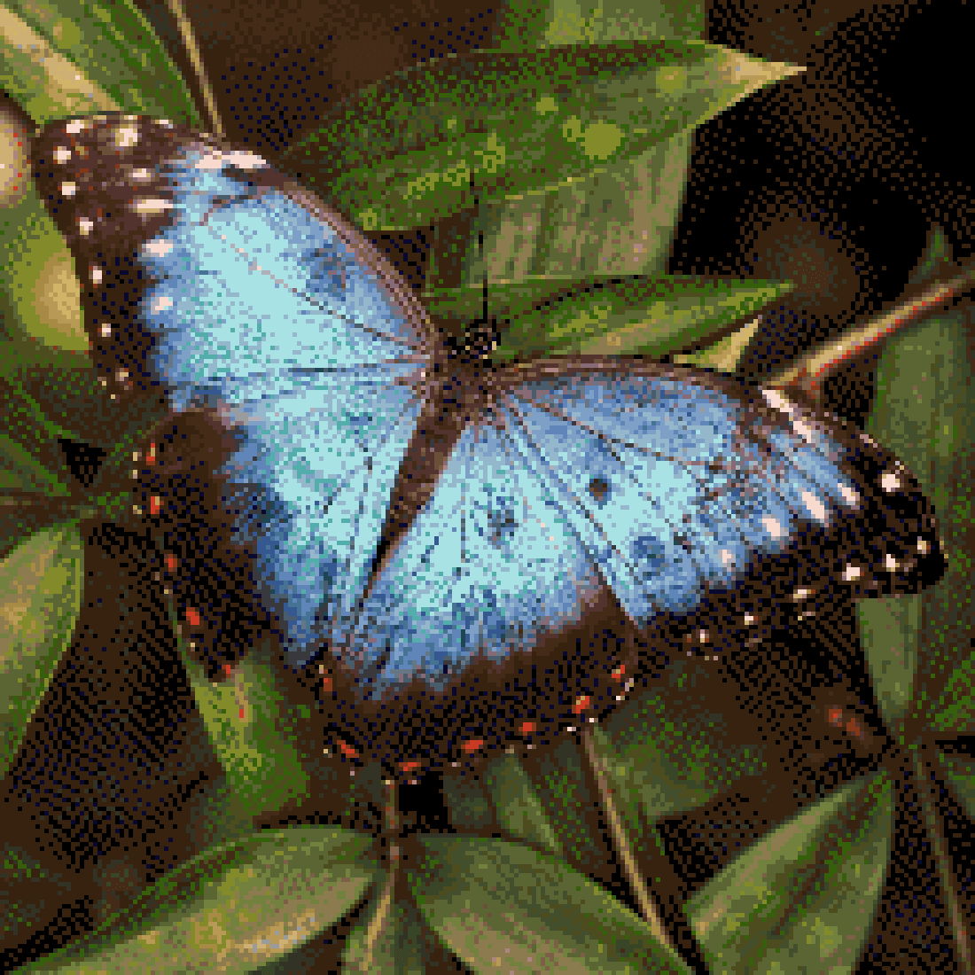 Bestel Borduurpakket - Blauwe Vlinder Borduren